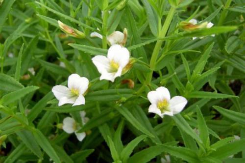 Konitrut błotny (Gratiola officinalis L.)