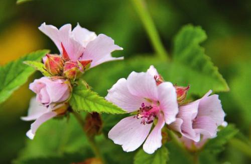 Prawoślaz lekarski (Althaea officinalis L.)