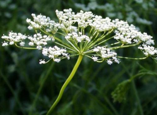 Anyż zwyczajny (Pimpinella anisum L.)