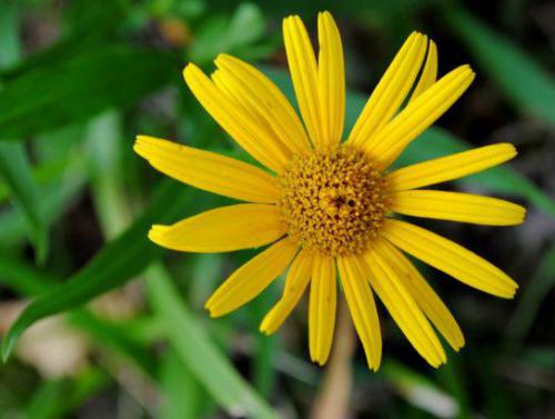 Arnika górska (łac. Arnica montana)