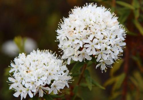 Rozmaryn bagienny ((Rhododendron tomentosum Harmaja)