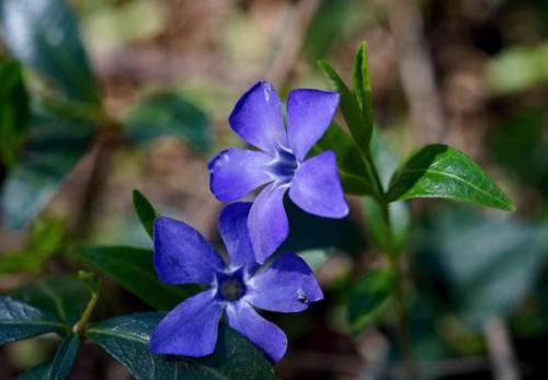 Barwinek pospolity (Vinca minor L.) 