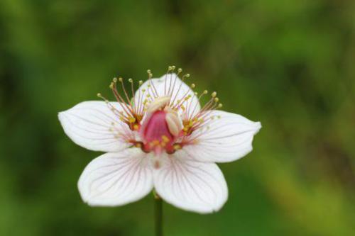 Dziewięciornik błotny (Parnassia palustris L.) 