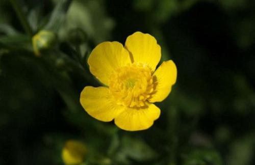 Jaskier ostry (Ranunculus acris L.)