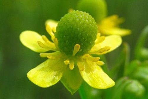 Jaskier jadowity (Ranunculus sceleratus L.)