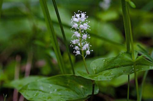 Konwalijka dwulistna (Maianthemum bifolium) 