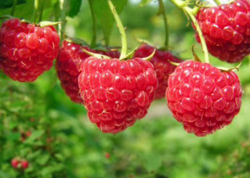 Malina właściwa (Rubus idaeus L.) 