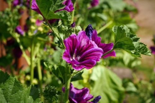 Ślaz dziki (Malva sylvestris L.),