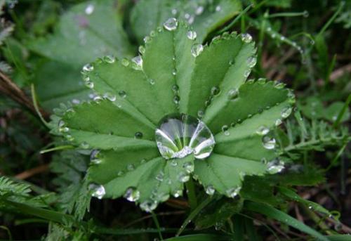 Przywrotnik pospolity (Alchemilla vulgaris L.)