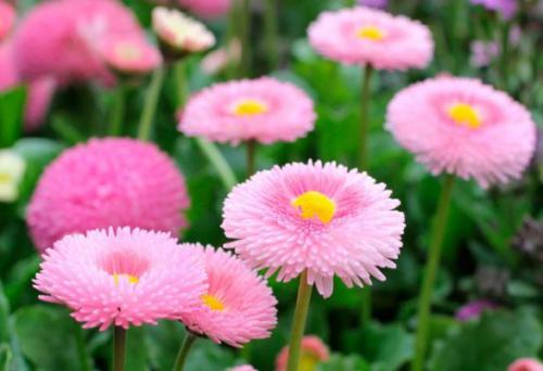 Stokrotka pospolita (Bellis perennis) 