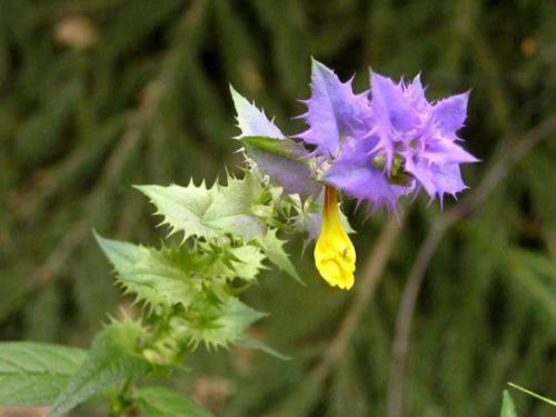 Pszeniec gajowy (Melampyrum nemorosum L.) 