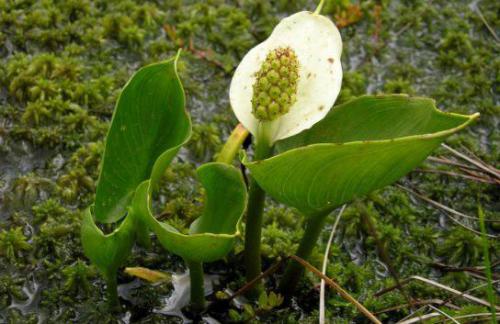 Kalia bagienna ( Calla palūstris L.)