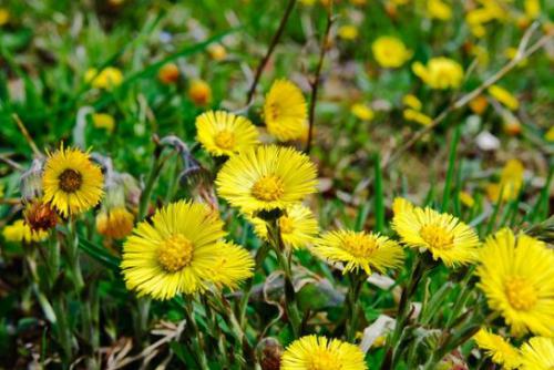 Podbiał (Tussilago) 