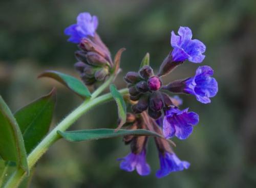 Miodunka ćma (Pulmonaria obscura Dumort.) 