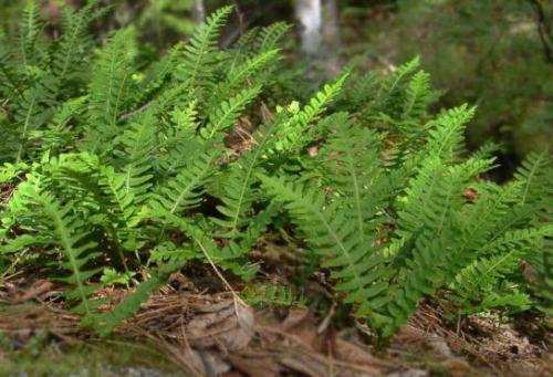 Paprotka zwyczajna (Polypodium vulgare)