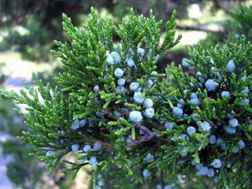 Jałowiec pospolity (Juniperus communis)