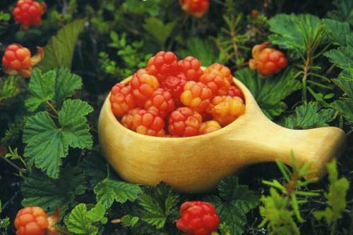 Malina moroszka (Rubus chamaemorus L.)