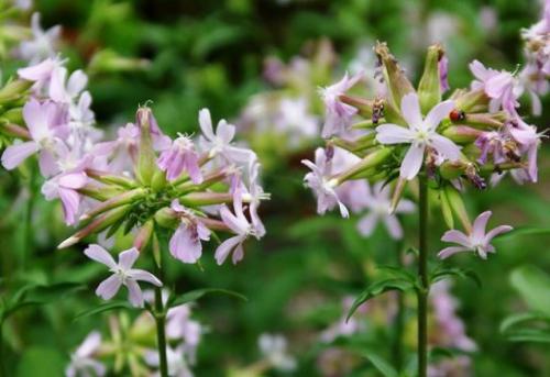 Mydlnica lekarska (Saponaria officinalis L.)