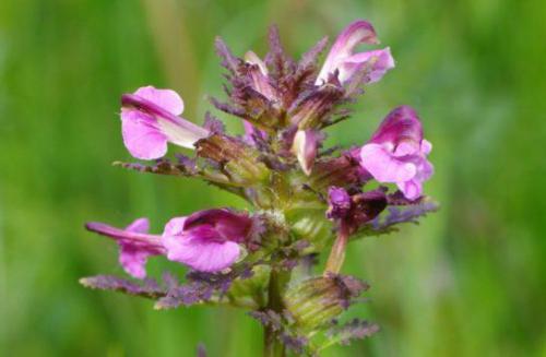 Gnidosz błotny (Pedicularis palustris L.)