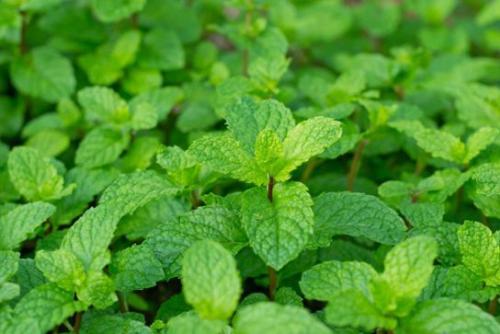 Mięta lekarska (Mentha ×piperita L.)