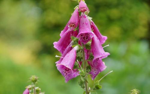 Naparstnica z. (Digitalis grandiflora Mill.) 