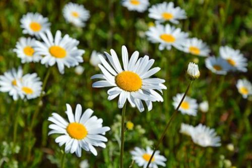  jastrun wczesny (Leucanthemum vulgare Lam.)