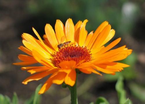 Nagietek lekarski (Calendula officinalis L.)