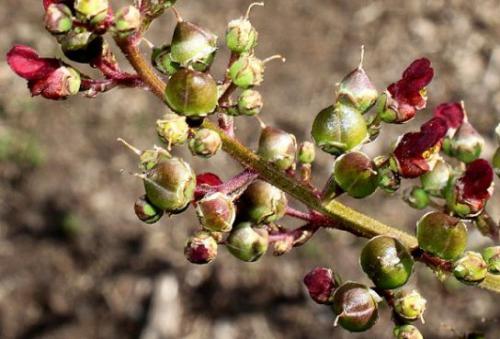 Trędownik (Scrophularia L.) 