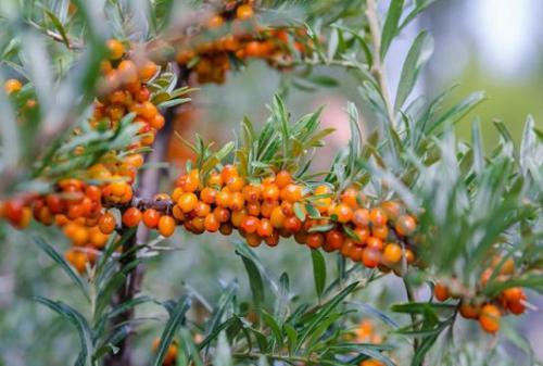 Rokitnik pospolity (Hippophae rhamnoides L.) 