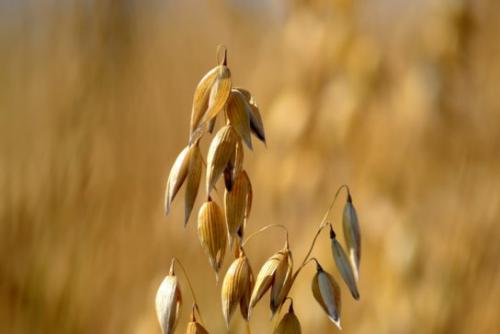 Owies zwyczajny (Avena sativa L.) 