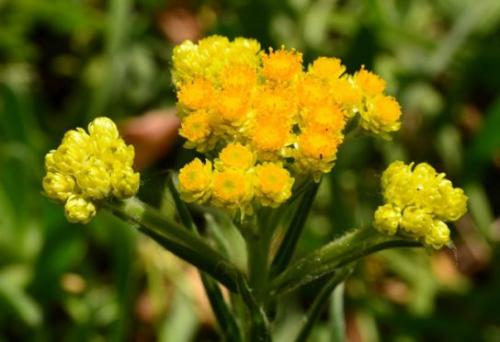 Kocanki piaskowe (Helichrysum arenarium )