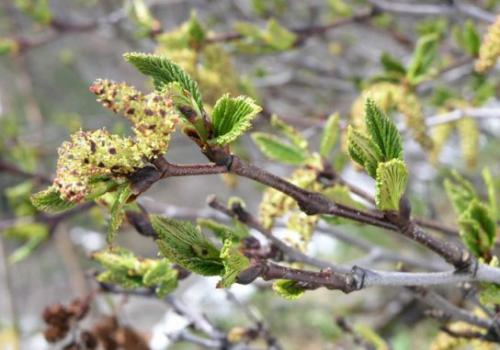 Olsza szara (Alnus incana Moench) 