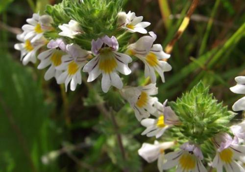 Świetlik łąkowy (Euphrasia rostkoviana Hayne)