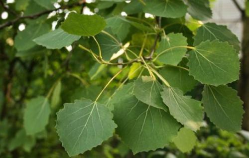 Topola drżąca (Populus tremula L.) 