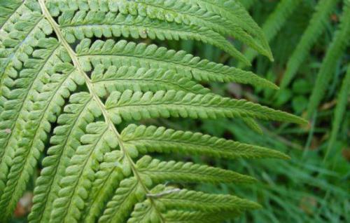 Paprotnik samczy[6] (Dryopteris filix-mas) 