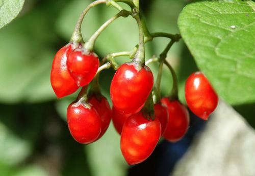  Psianka g. (Solanum dulcamara L.)