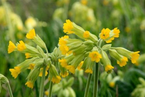 Pierwiosnek lekarski, (Primula veris L.) 