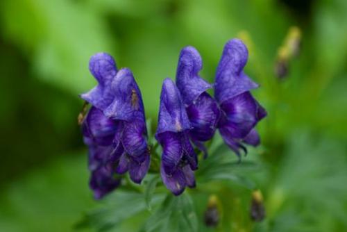 Tojad (Aconitum L.)