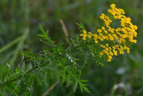 Wrotycz pospolity (Tanacetum vulgare L.)