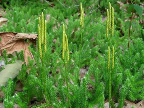 Widłak goździsty (Lycopodium clavatum L.) 