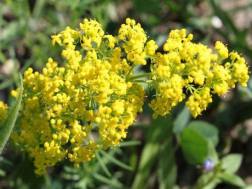 Przytulia właściwa[3] (Galium verum L.)