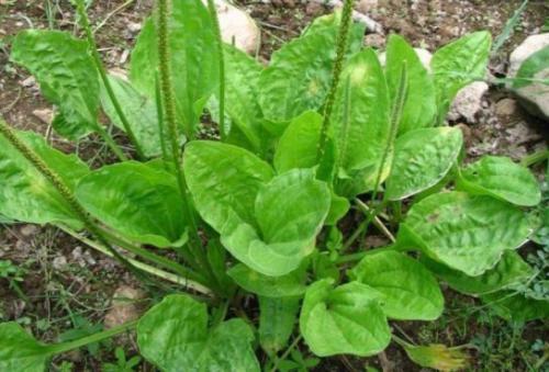 Babka zwyczajna (Plantago major L.)