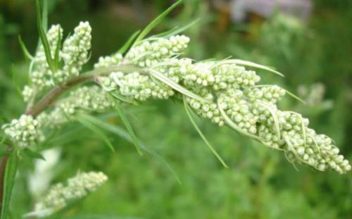 Bylica piołun (Artemisia absinthium L.)