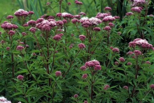 Sadziec k. (Eupatorium cannabinum L.) 