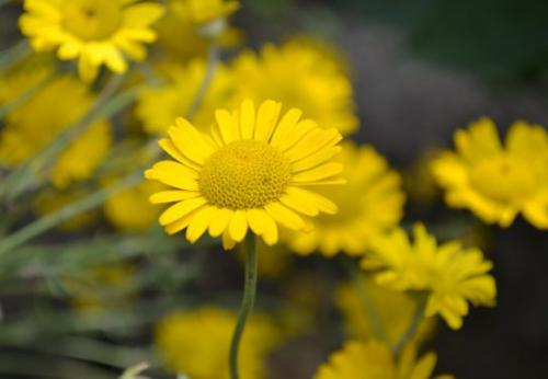 Rumian żółty (Anthemis tinctoria L.)