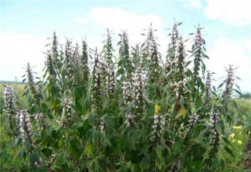 Motherwort ( łac.  Leonúrus )