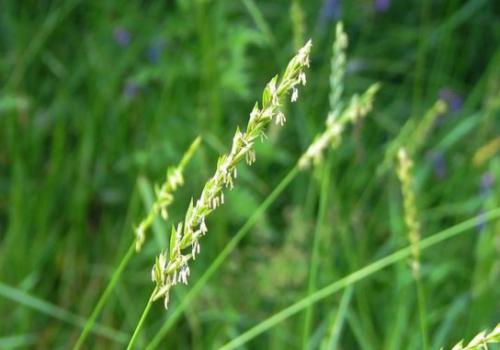 Perz właściwy[3] (Elymus repens)