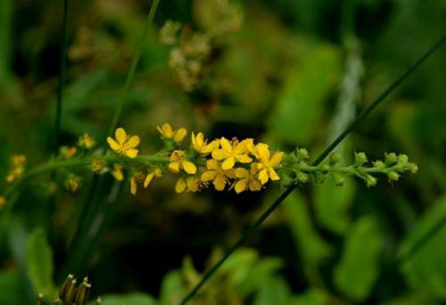 Rzepik pospolity (Agrimonia eupatoria)