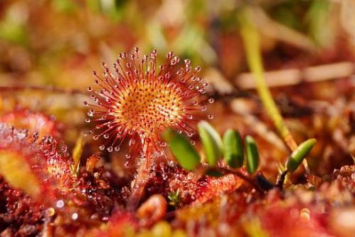 Rosiczka okrąg. (Drosera rotundifolia L.) 