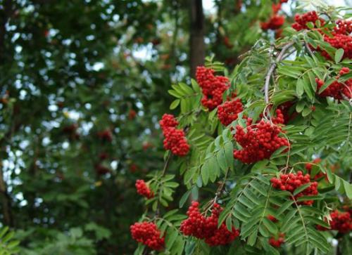 Jarzębina, (Sorbus aucuparia L.)